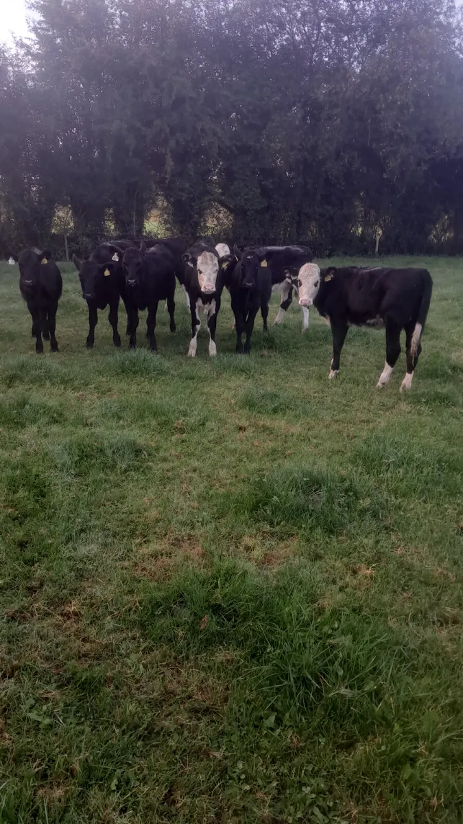Weanling heifers - Image 1