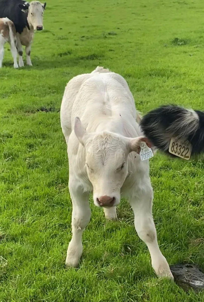 Pedigree Dingle Hofmeister heifer calf - Image 1