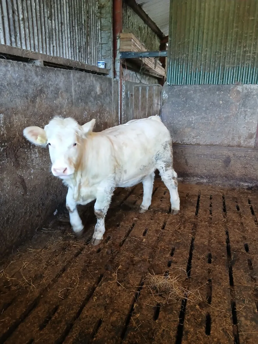 Bull - Image 2