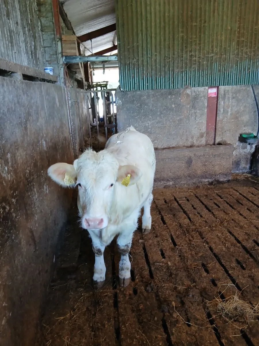 Bull - Image 3