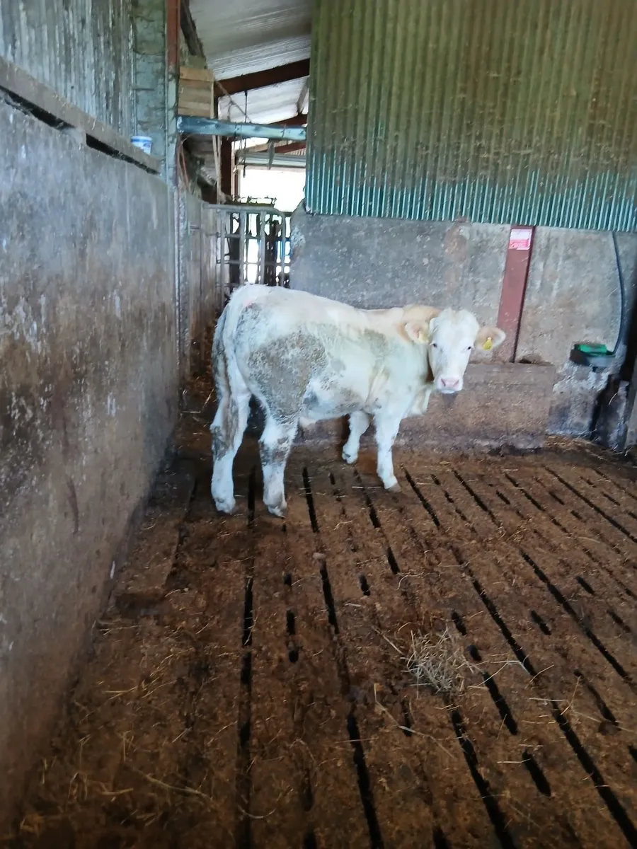 Bull - Image 4