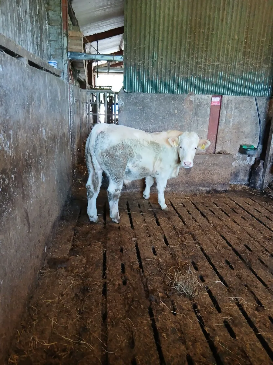 Bull - Image 1