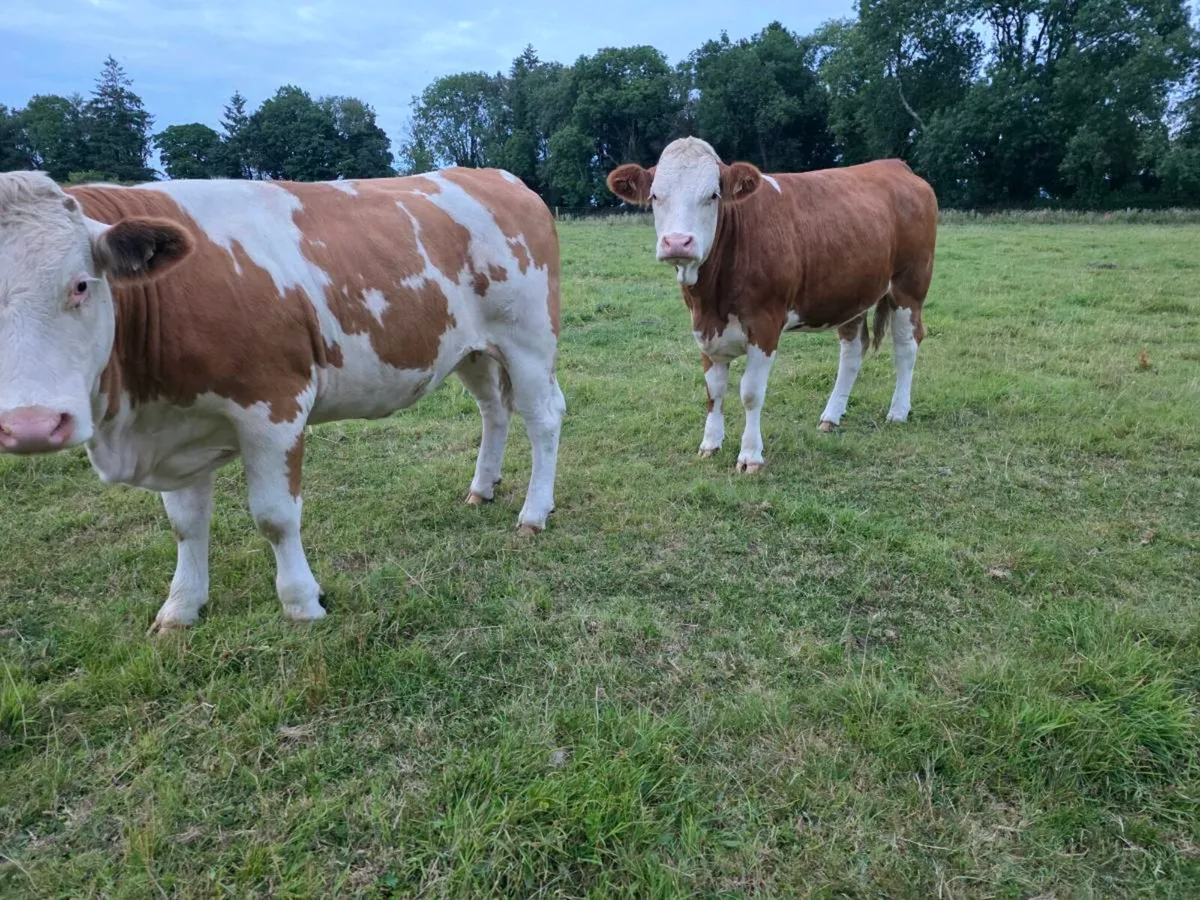Organic Heifers - Image 2