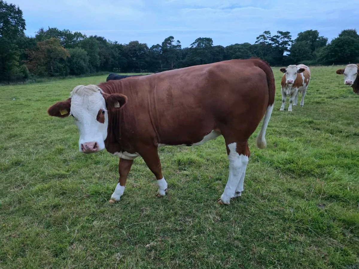 Organic Heifers - Image 3