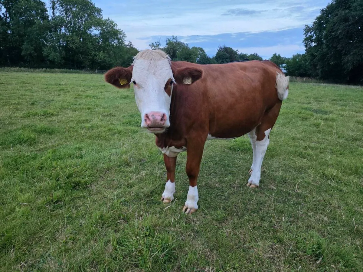 Organic Heifers - Image 4