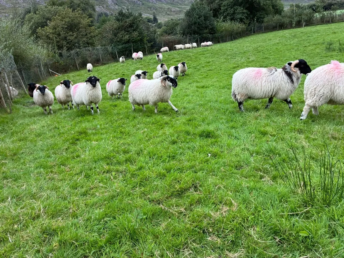 Organic lambs - Image 1