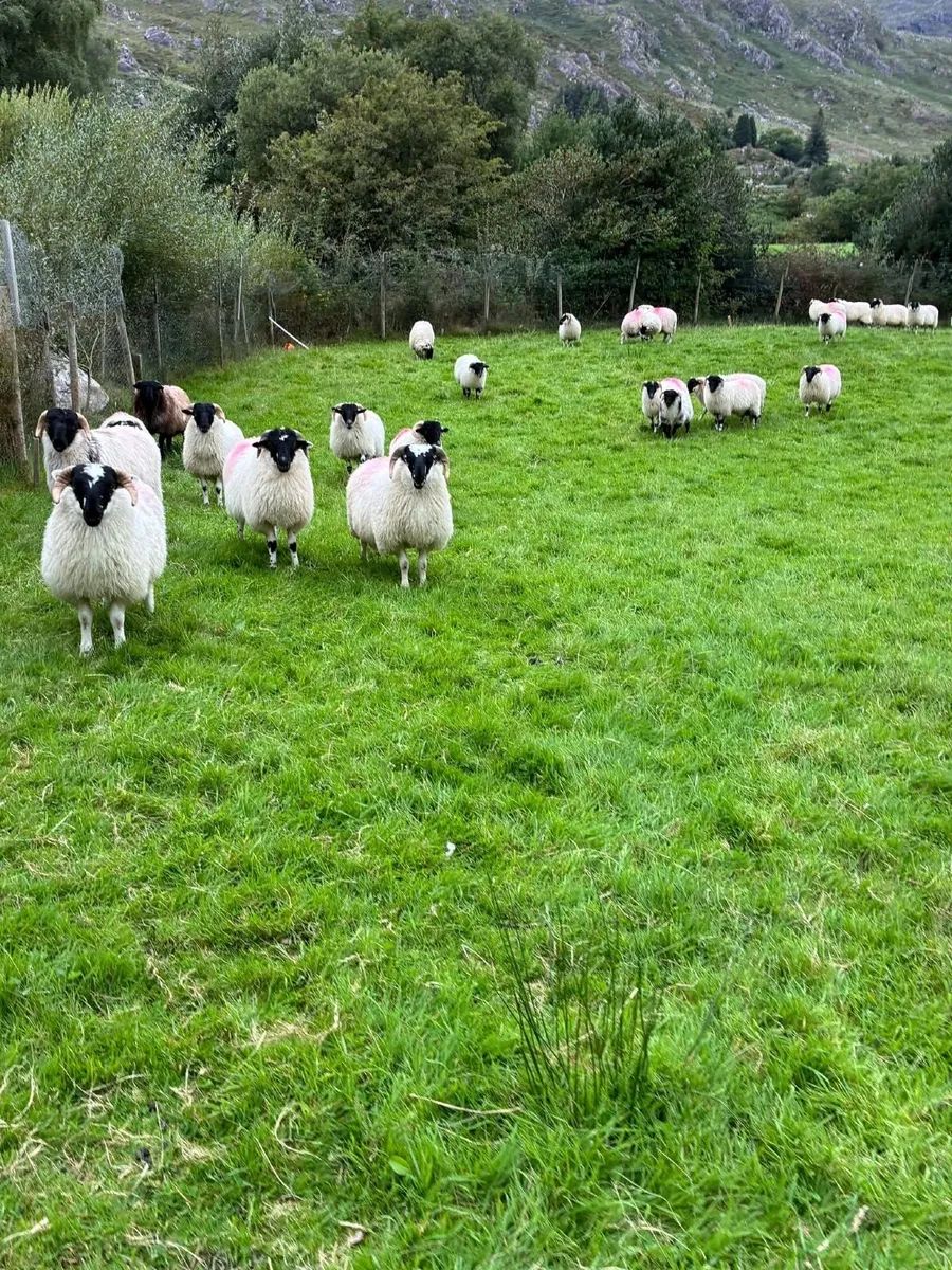 Organic lambs - Image 2