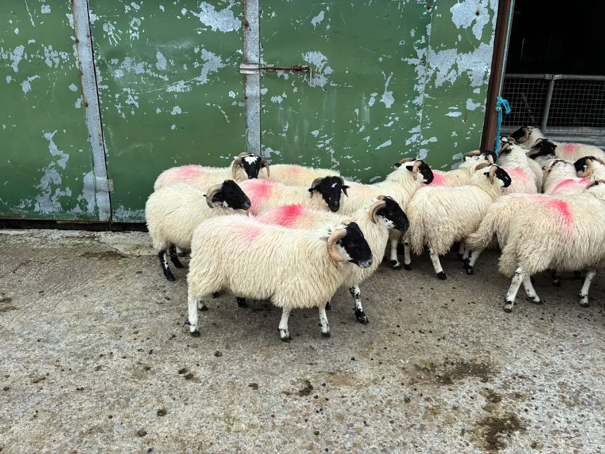 Organic lambs - Image 3