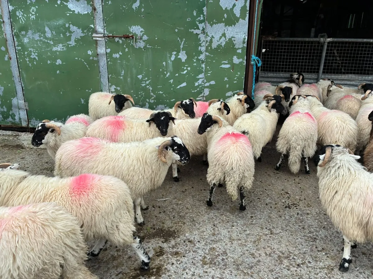 Organic lambs - Image 4
