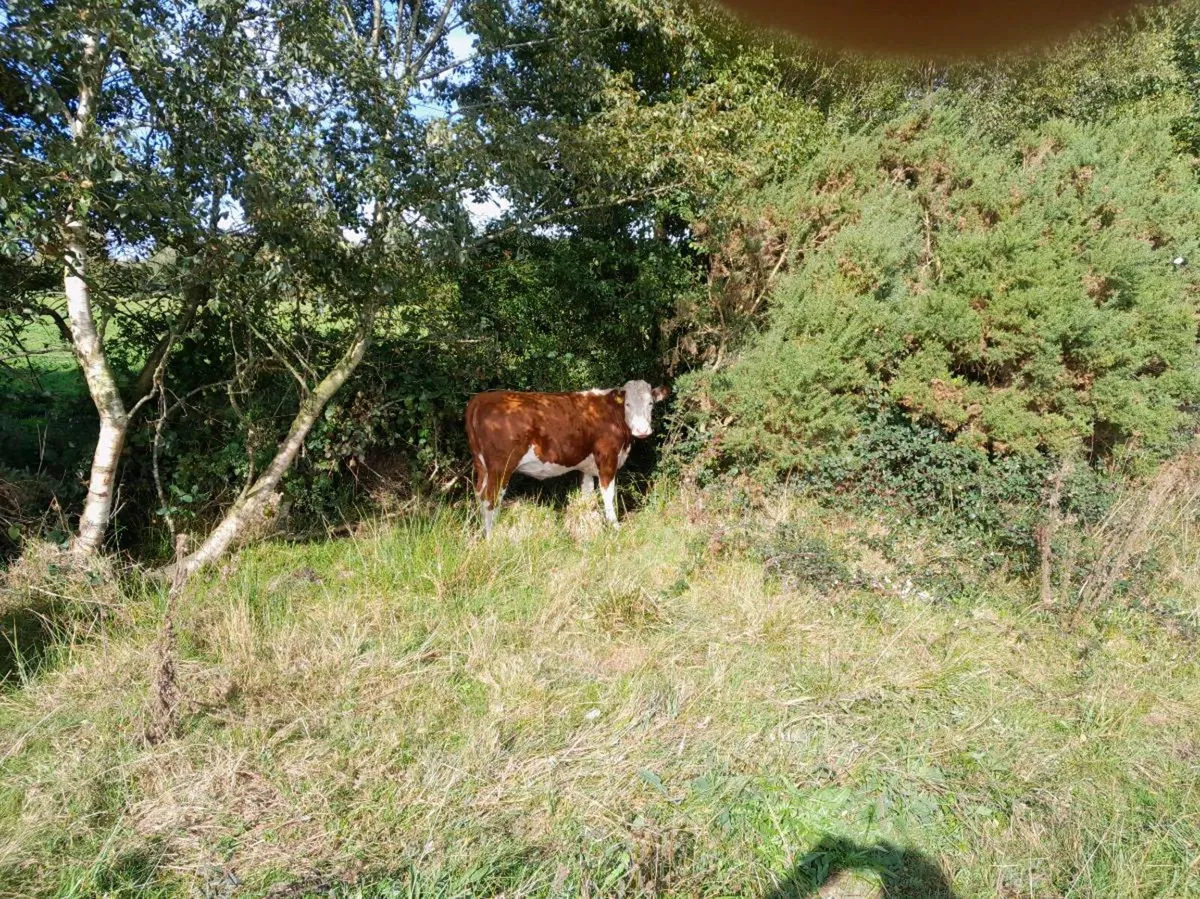 Store Heifers - Image 2