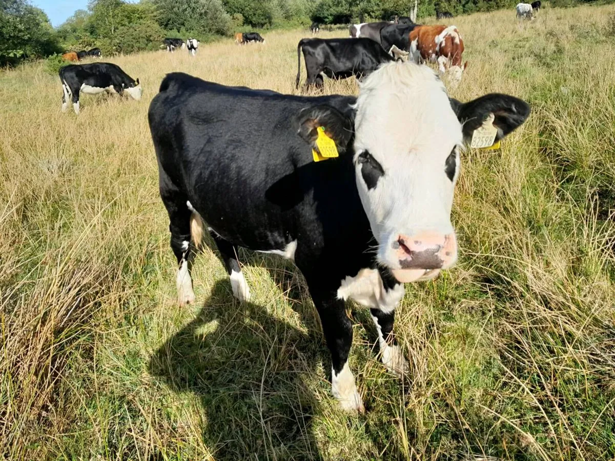 Store Heifers - Image 3