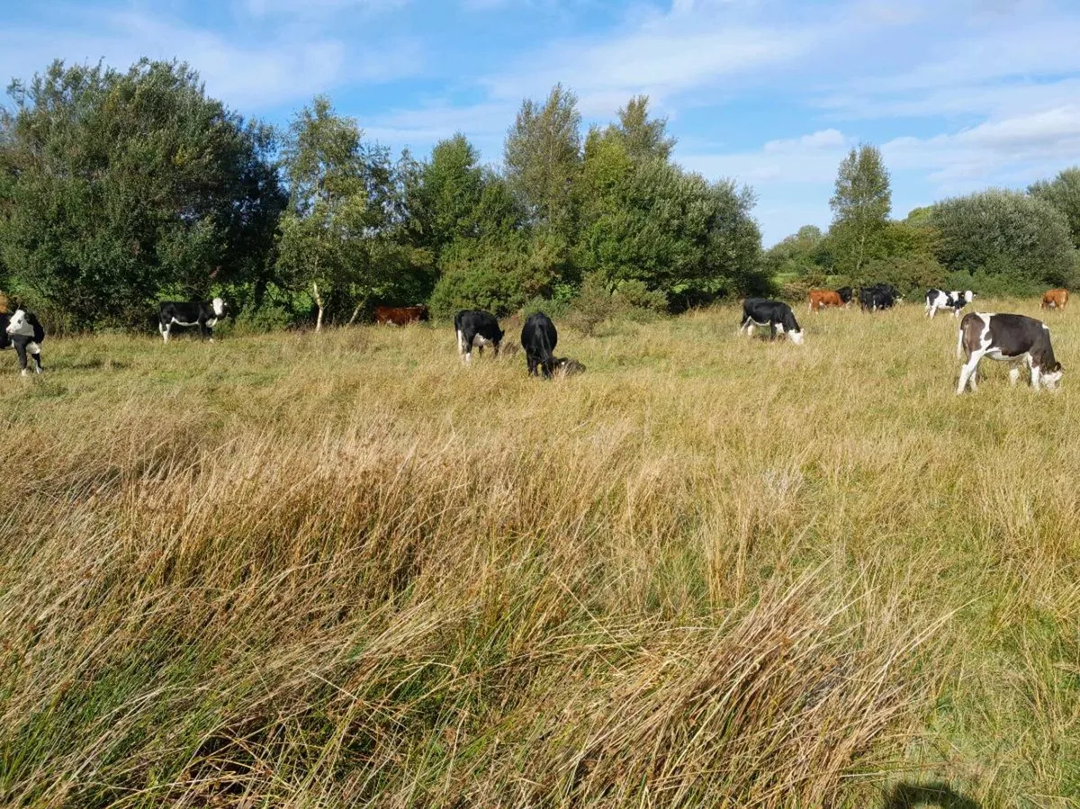 Store Heifers - Image 4
