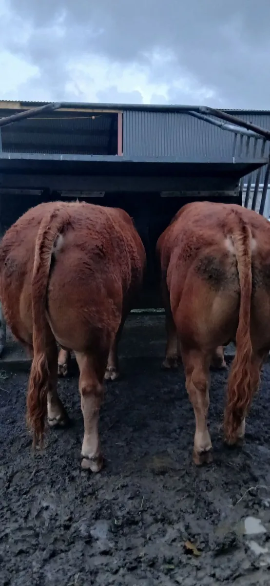 Pedigree  limousin  bull - Image 2