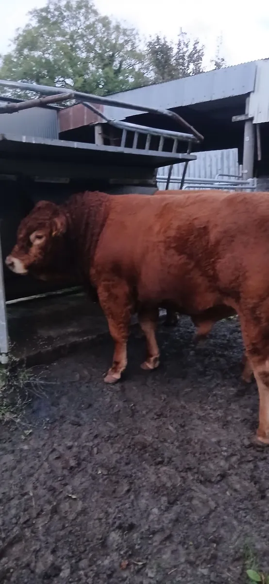 Pedigree  limousin  bull - Image 3