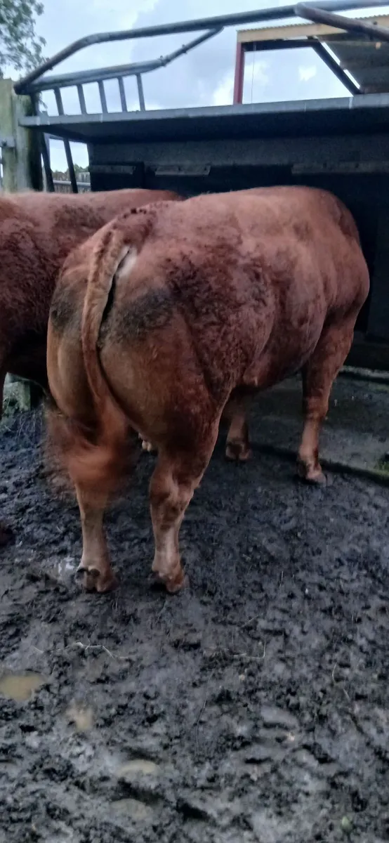 Pedigree  limousin  bull - Image 4