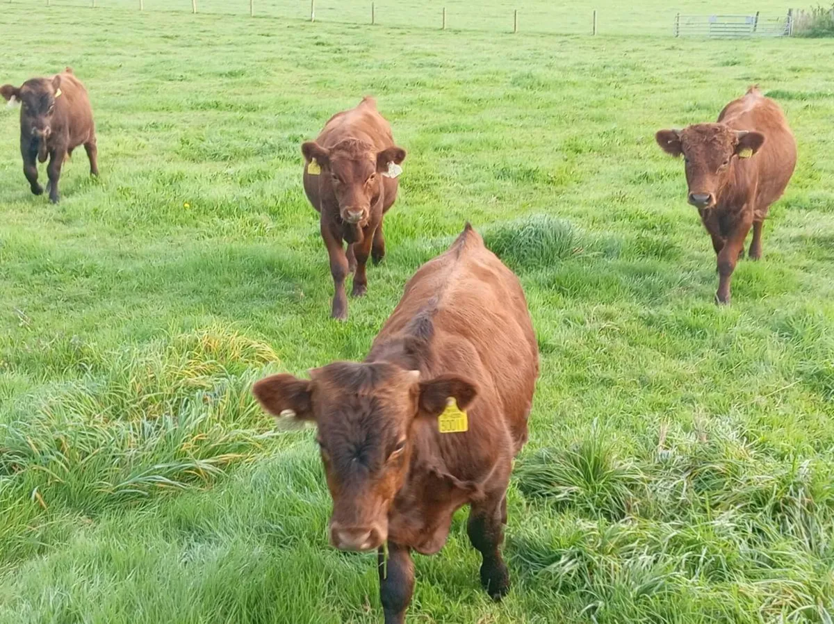 Dexter heifers and bulls - Image 3
