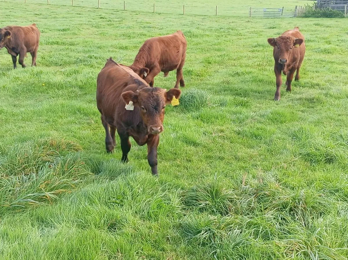 Dexter heifers and bulls - Image 4