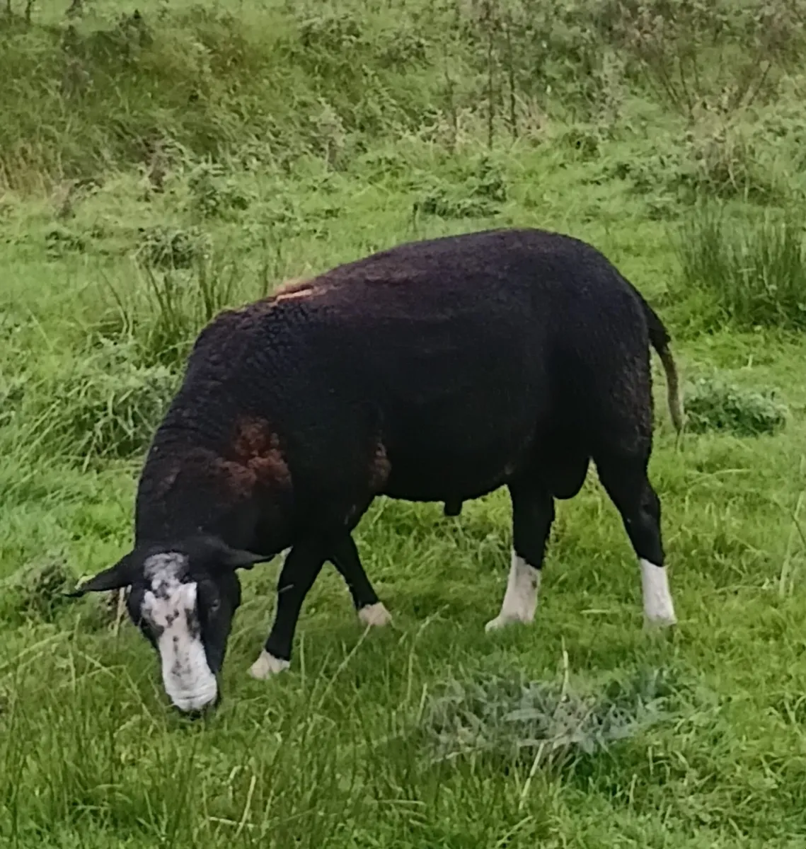 PBNR Zwartble Hogget Ram - Image 1