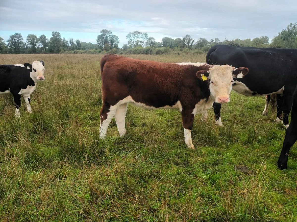 Organic weanlings - Image 2