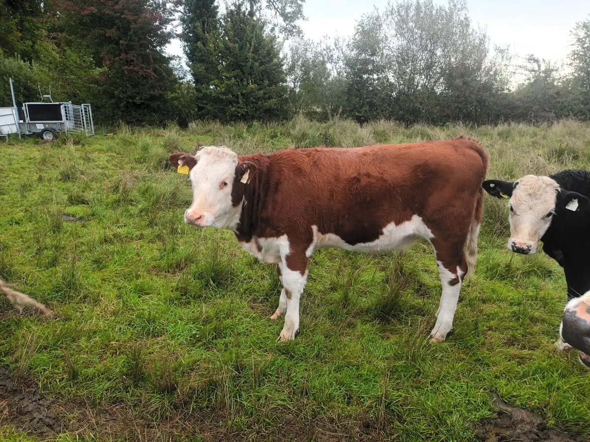 Organic weanlings - Image 3