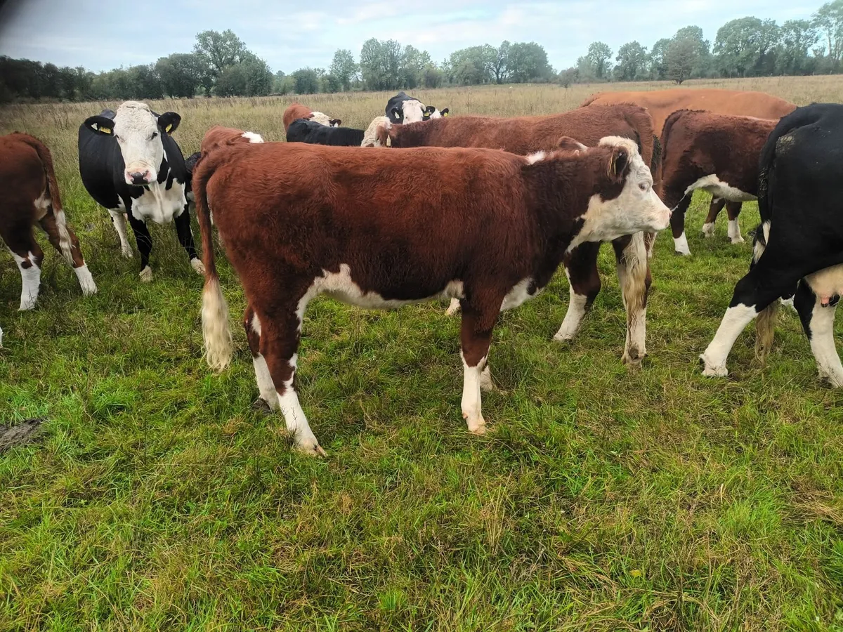 Organic weanlings - Image 4