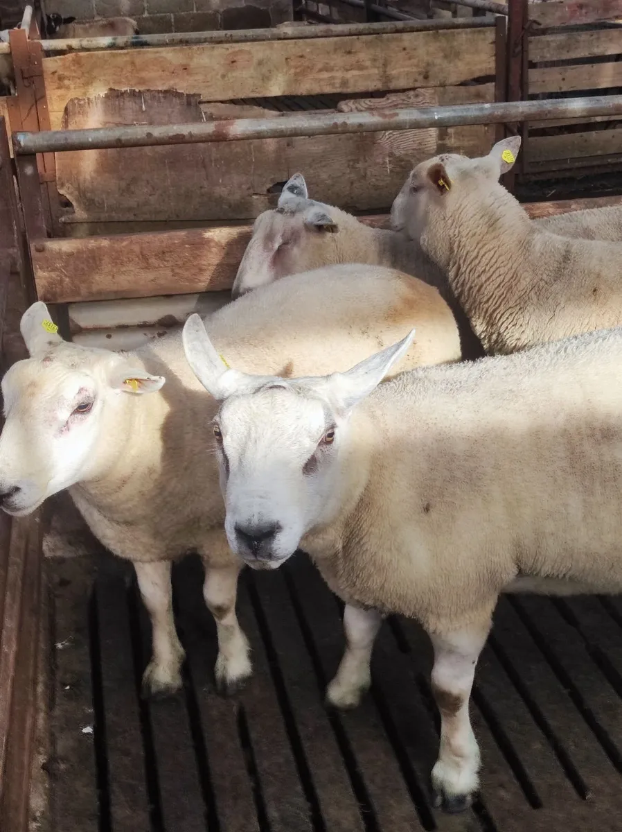 Organic hogget rams - Image 2