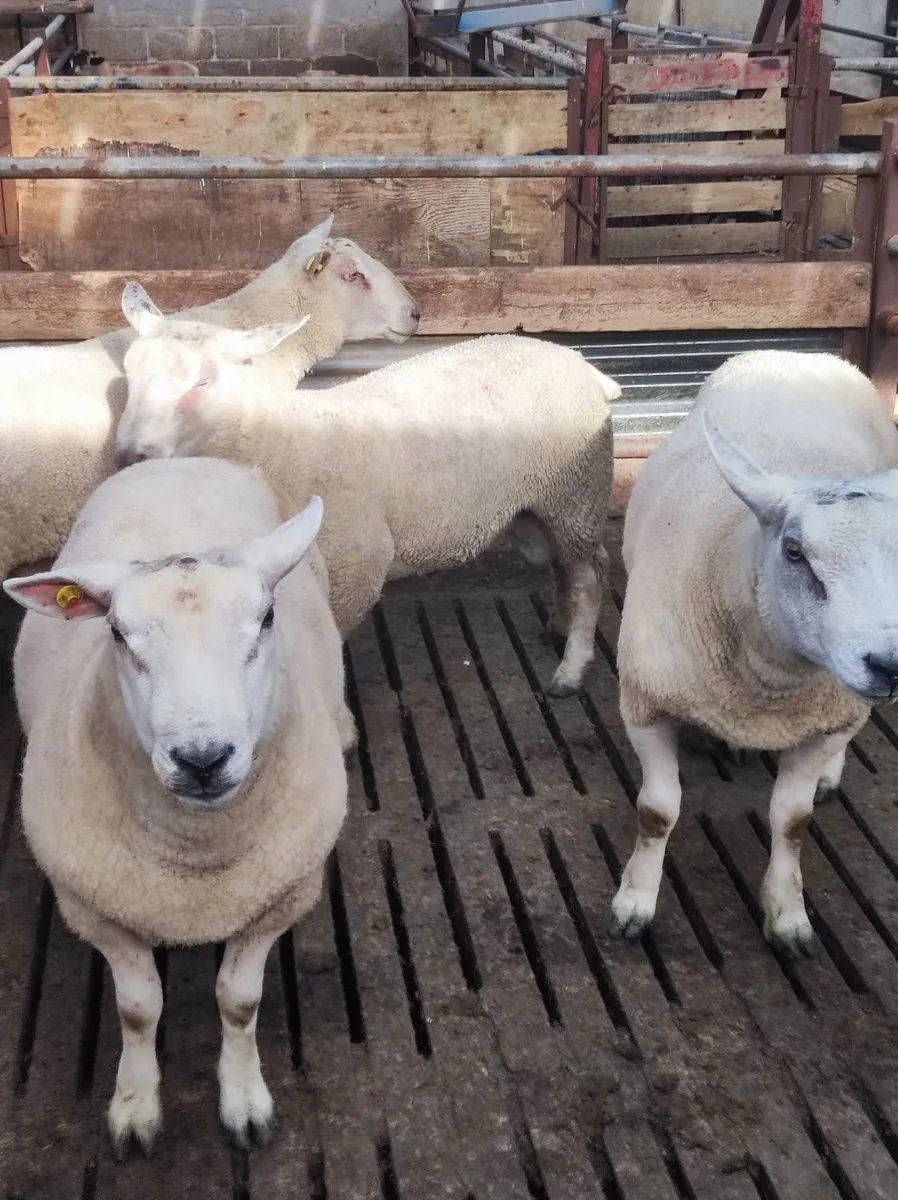 Organic hogget rams - Image 1