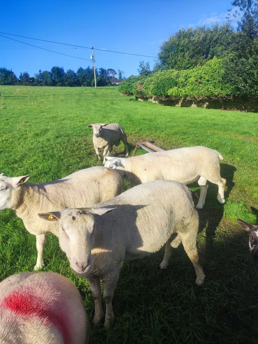 Organic hogget rams - Image 3