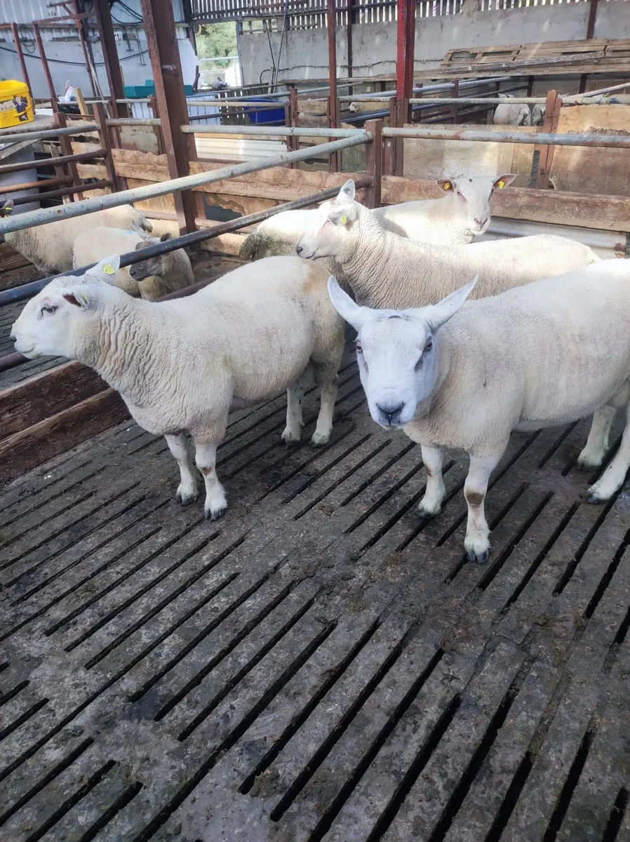 Organic hogget rams - Image 4