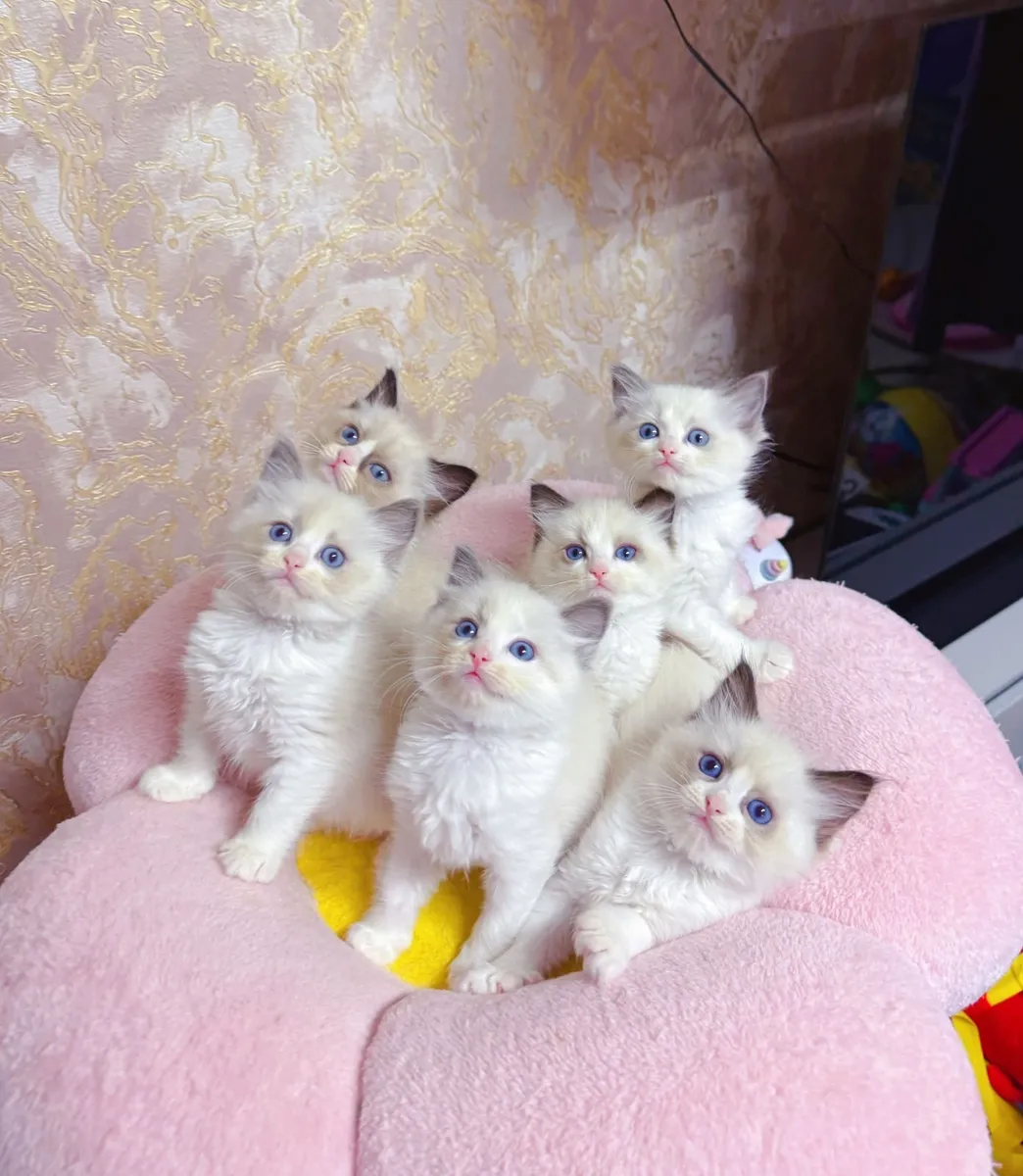 Purebred Ragdoll kittens for sale TICA Registered - Image 1