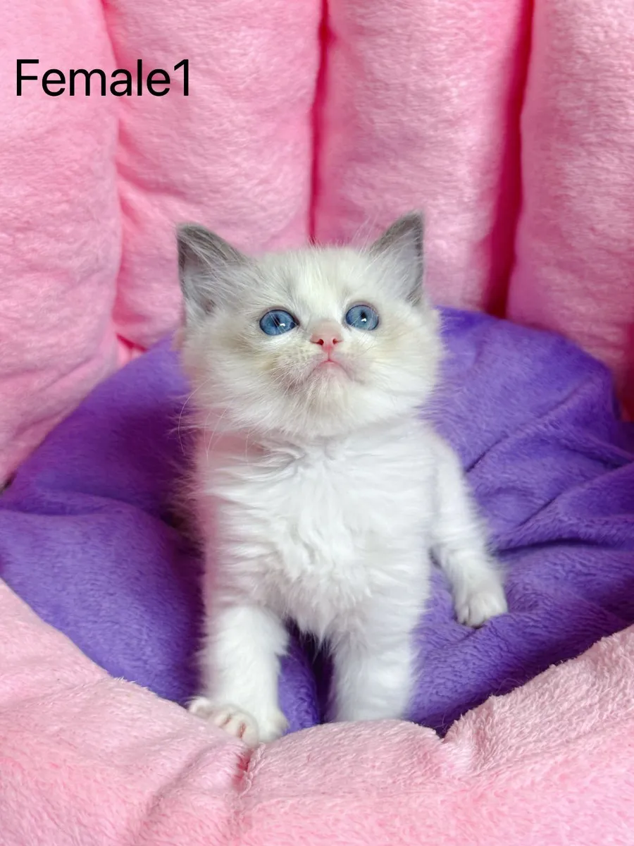Purebred Ragdoll kittens for sale TICA Registered - Image 2