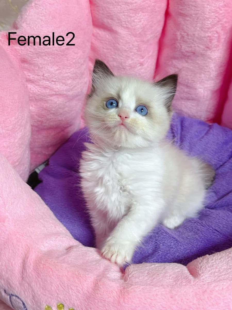 Purebred Ragdoll kittens for sale TICA Registered - Image 3
