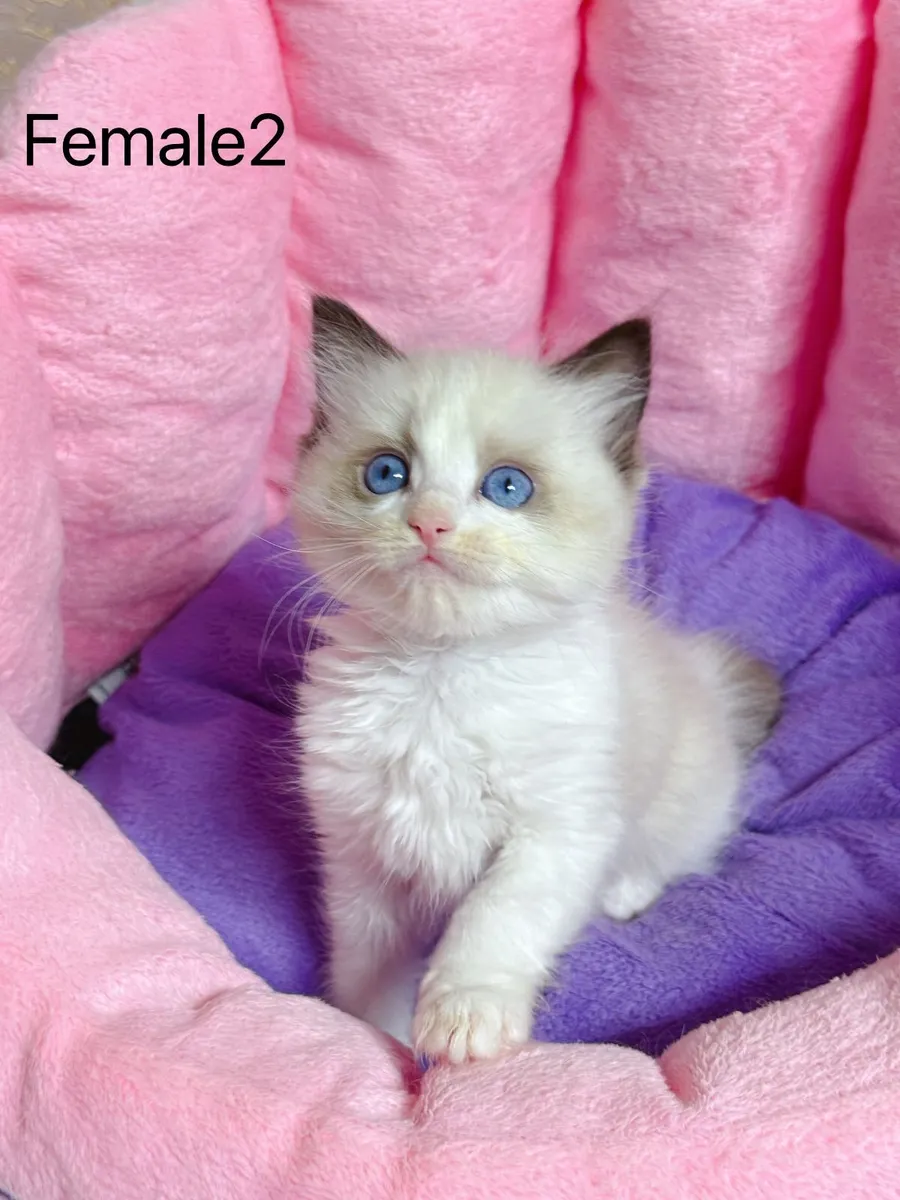 Purebred Ragdoll kittens for sale TICA Registered - Image 4