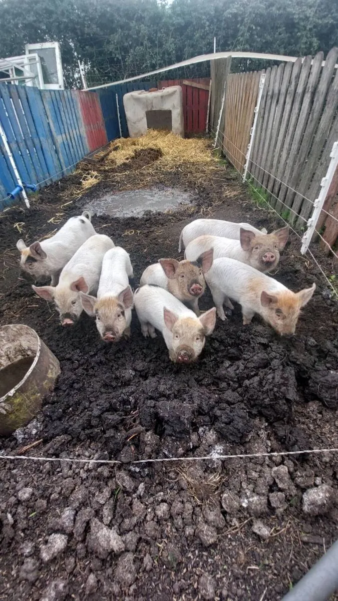 Weaner piglets - Image 1