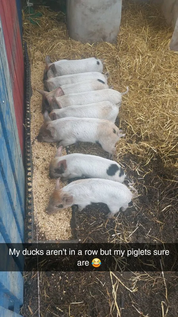 Weaner piglets - Image 2
