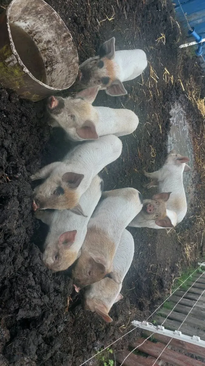 Weaner piglets - Image 3