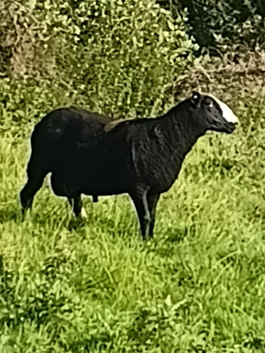 PBNR Zwartble Hogget Ram - Image 2