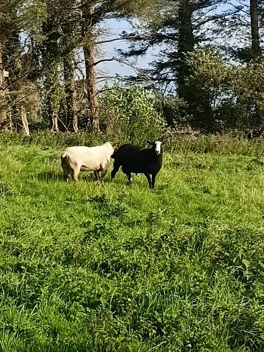 PBNR Zwartble Hogget Ram - Image 3