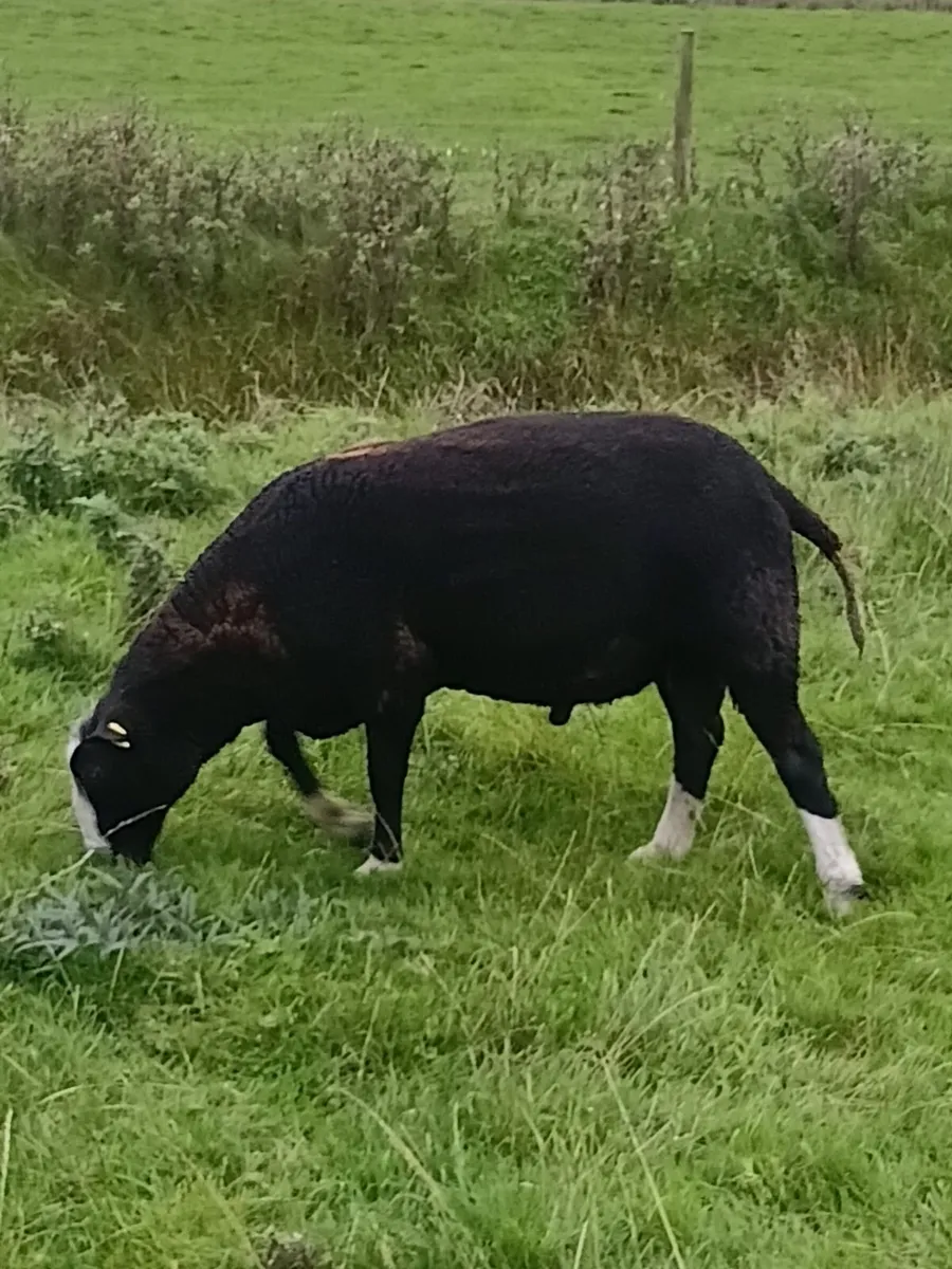 PBNR Zwartble Hogget Ram - Image 4