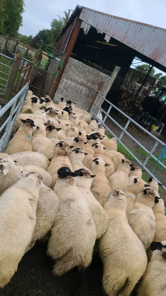 65 Ewe lambs - Image 1