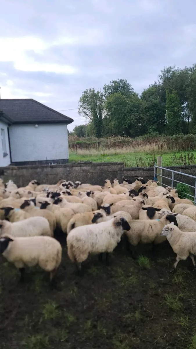 65 Ewe lambs - Image 2