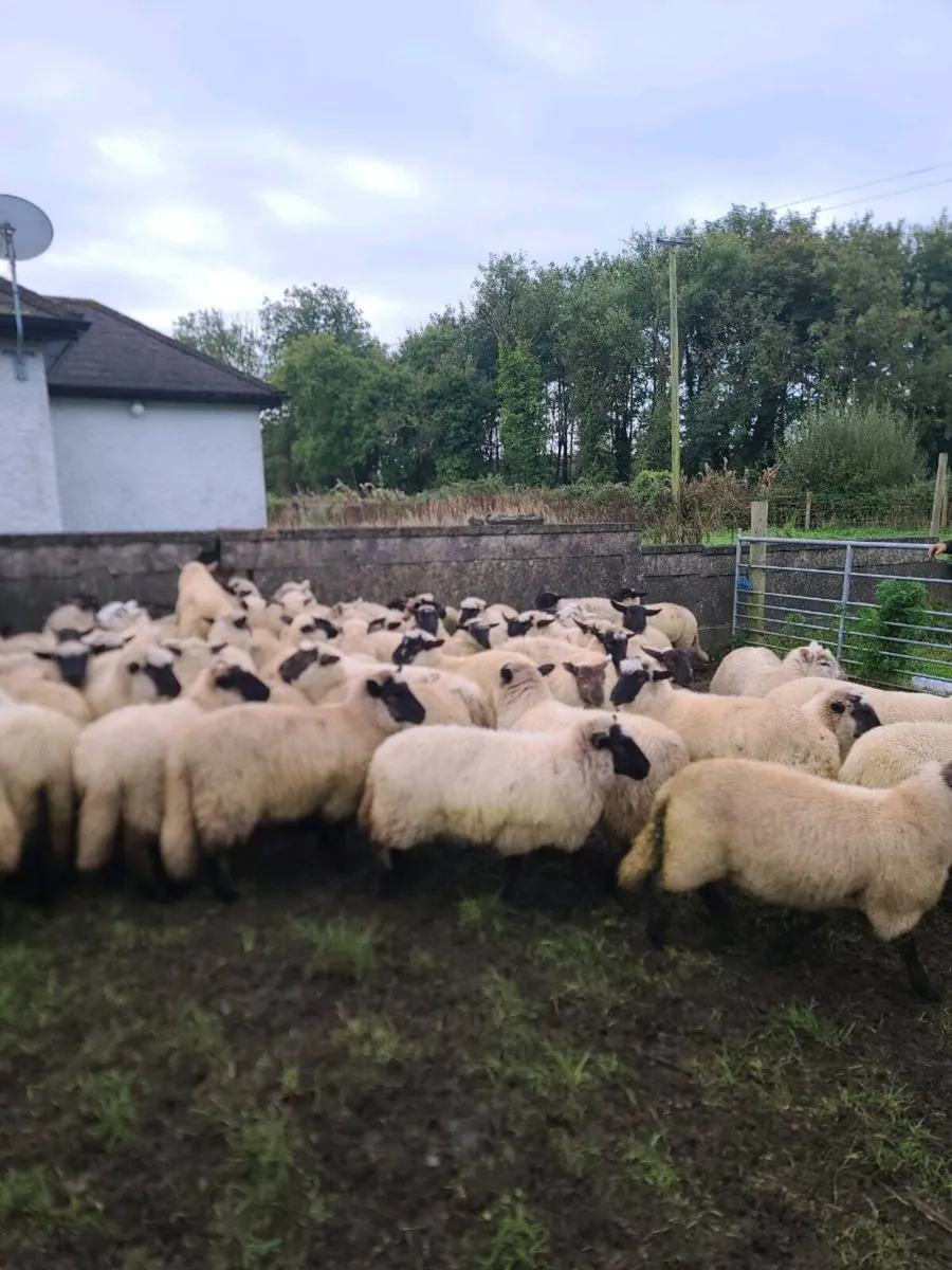 65 Ewe lambs - Image 3