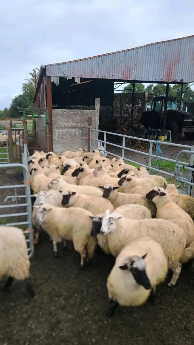 65 Ewe lambs - Image 4