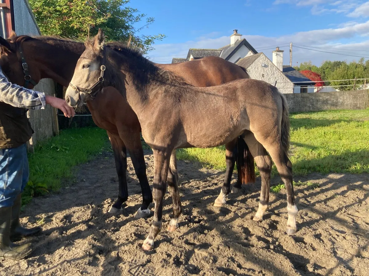 Colt foal by Avalon Outcast - Image 1