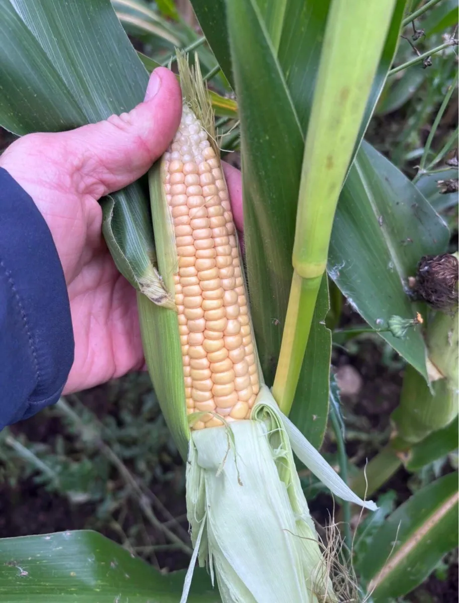 Maize - Image 1