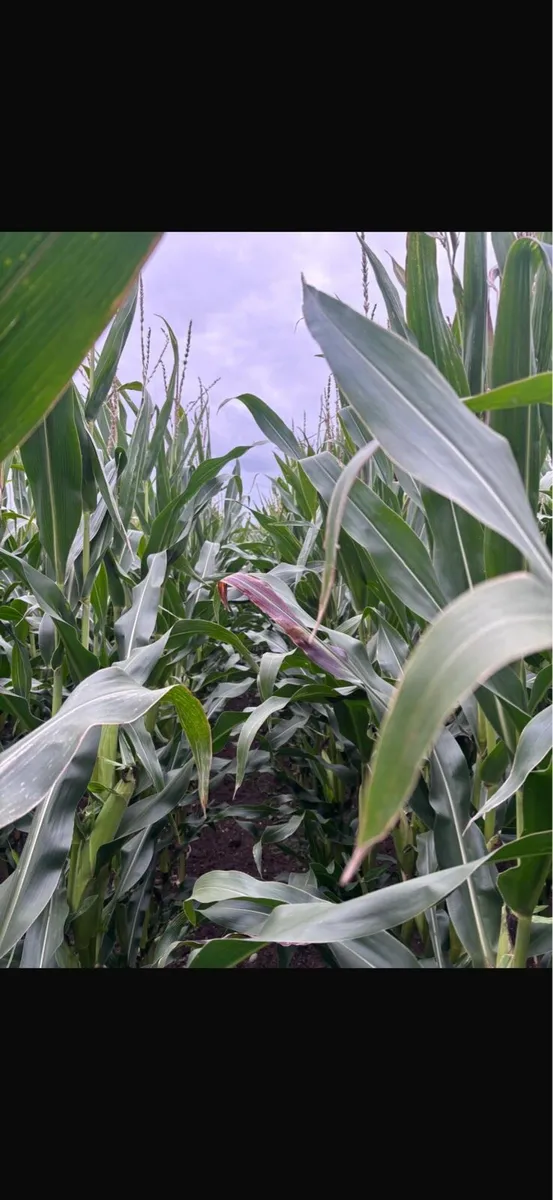 Maize - Image 2