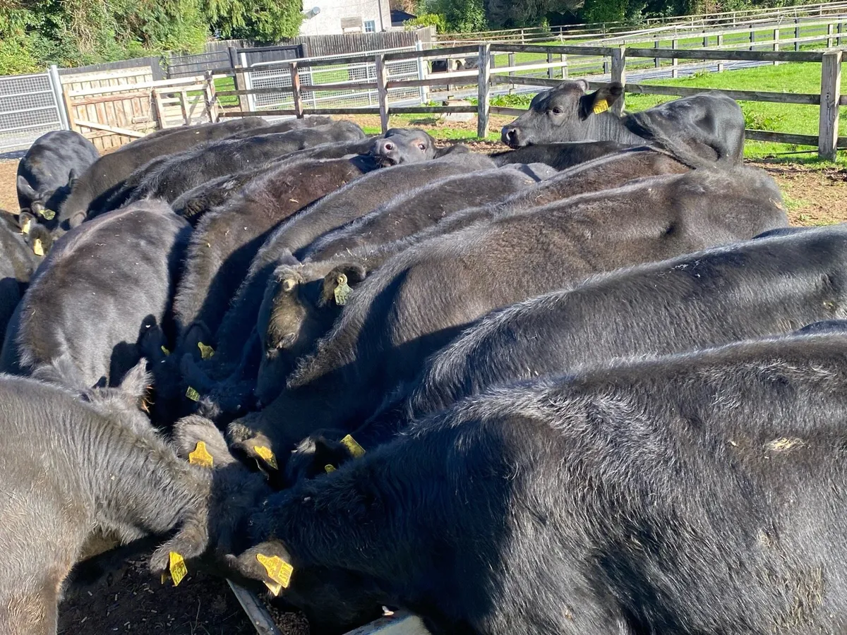 23 Angus Bullocks 230kg @ Lissava - Image 2