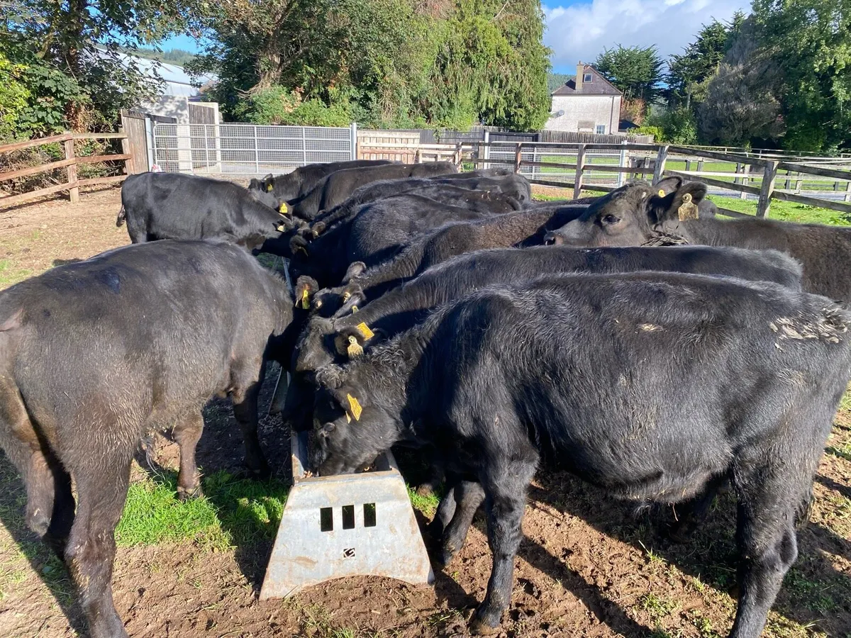 23 Angus Bullocks 230kg @ Lissava - Image 3
