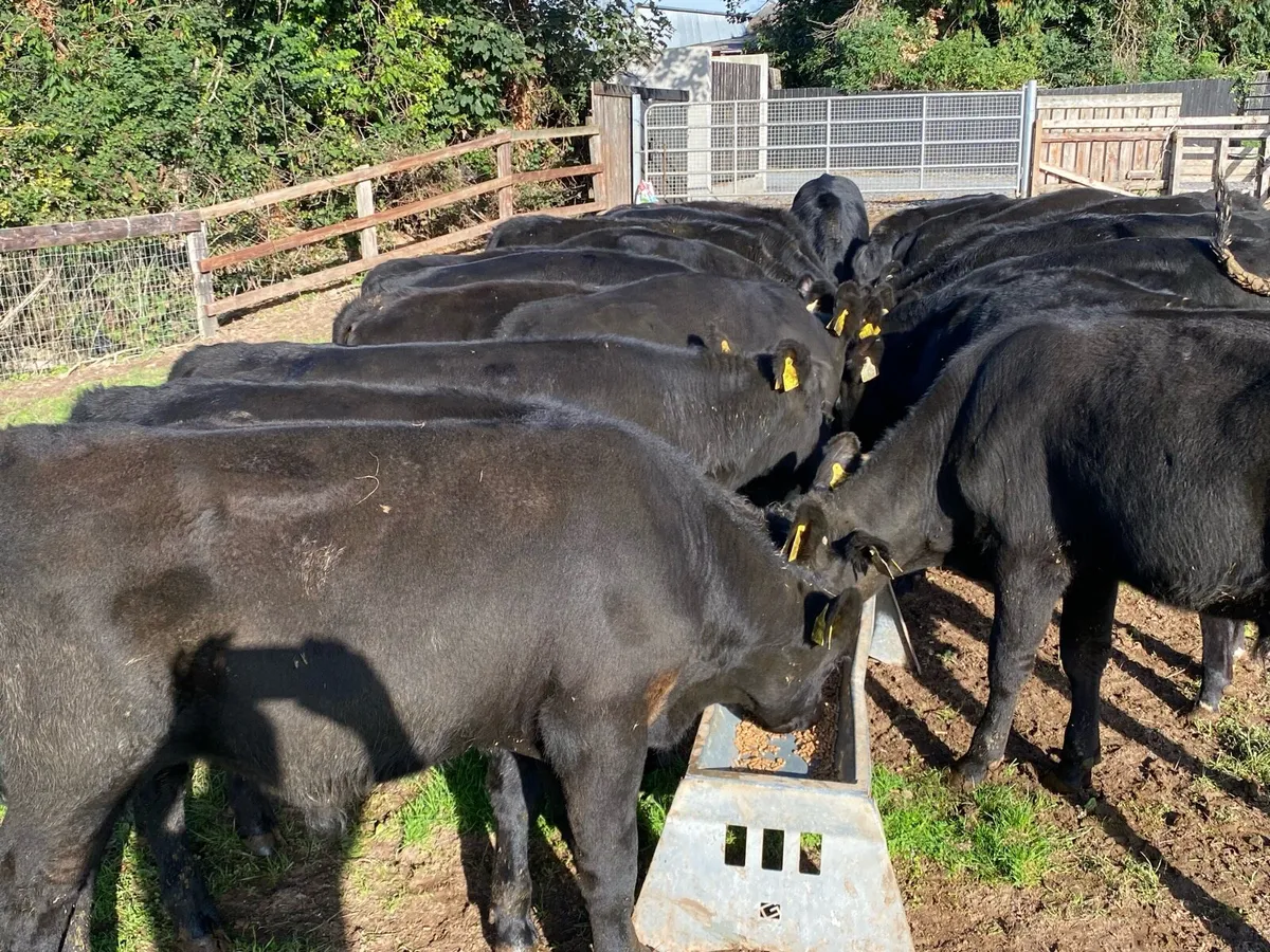 23 Angus Bullocks 230kg @ Lissava - Image 4