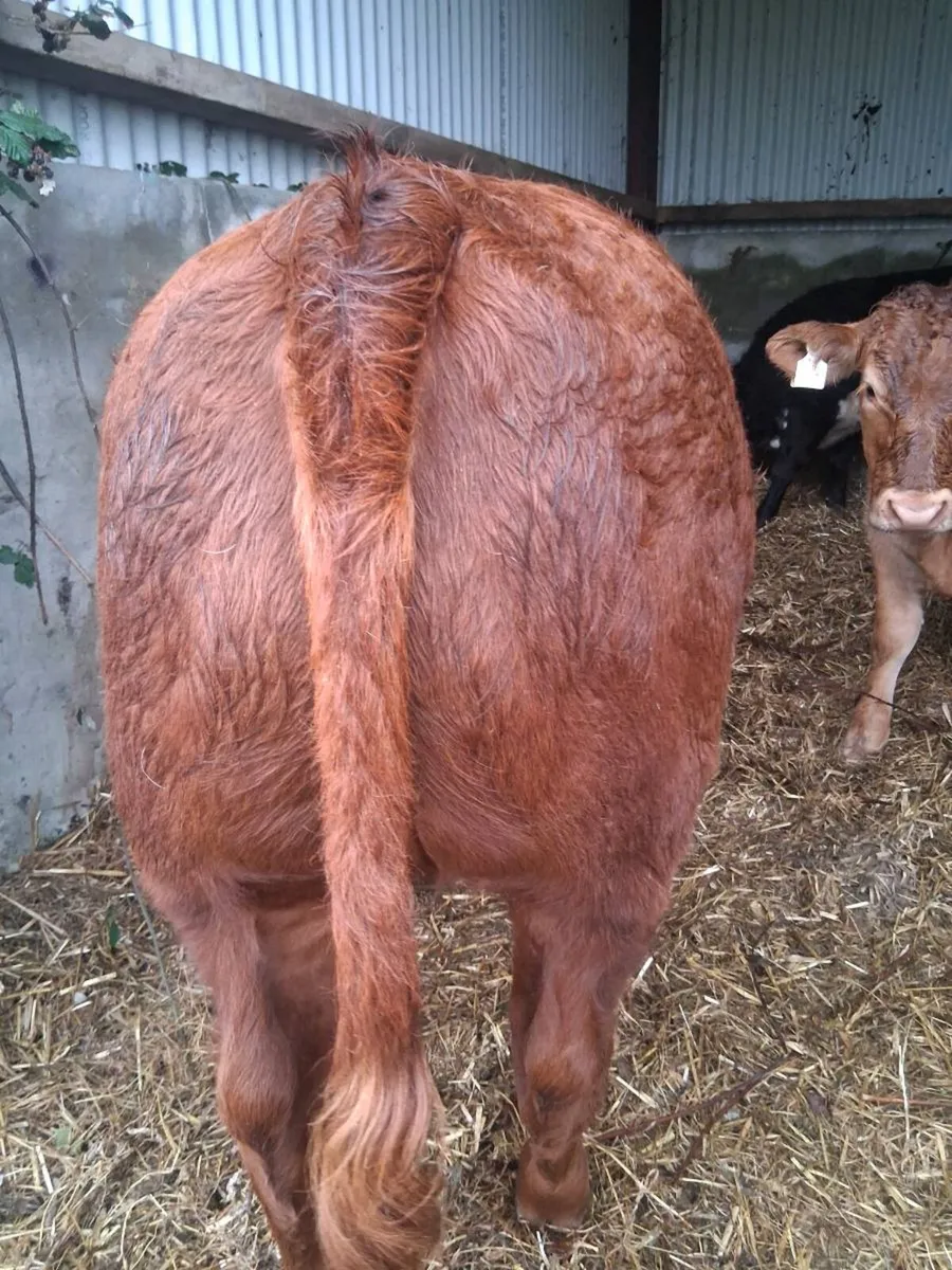 Organic weanling heifers - Image 1